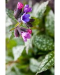 Pulmonaria saccharata ‘Variegata’